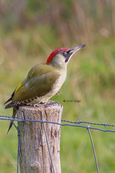 BR8A1419-Groene-Specht-European-Green-Woodpecker-Grunspecht-Pic-vert-Pito-real_1