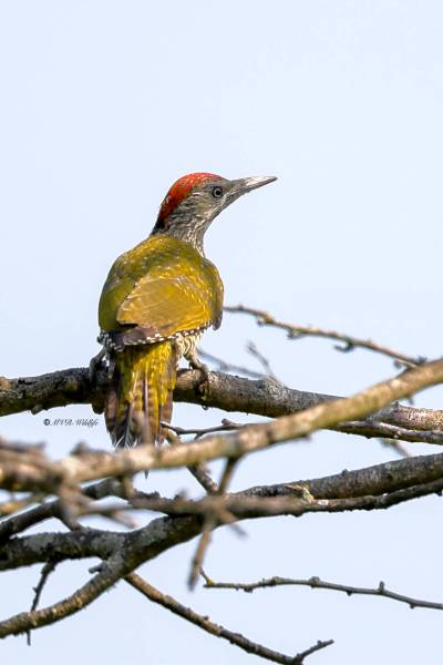 BR8A3152-Groene-Specht-European-Green-Woodpecker-Grunspecht-Pic-vert-Pito-real_1