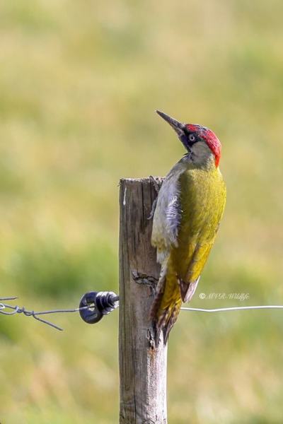 BR8A3888-Groene-Specht-European-Green-Woodpecker-Grunspecht-Pic-vert-Pito-real_1