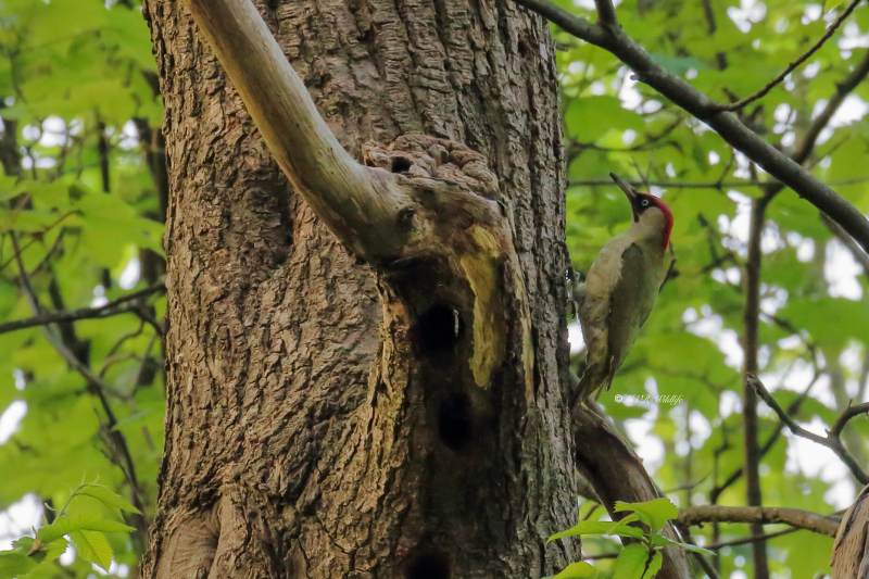 IMG_4413-Groene-Specht-European-Green-Woodpecker-Grunspecht-Pic-vert-Pito-real_1
