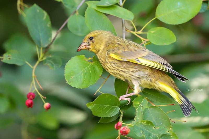 B65A9696-Groenling-European-Greenfinch-Grunling-Verdier-Verderon-Comun_1
