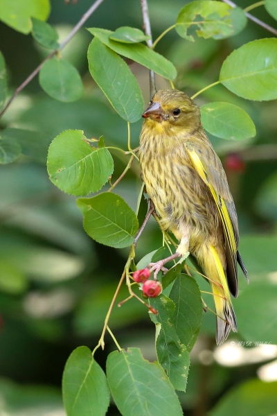 B65A9708-Groenling-European-Greenfinch-Grunling-Verdier-Verderon-Comun