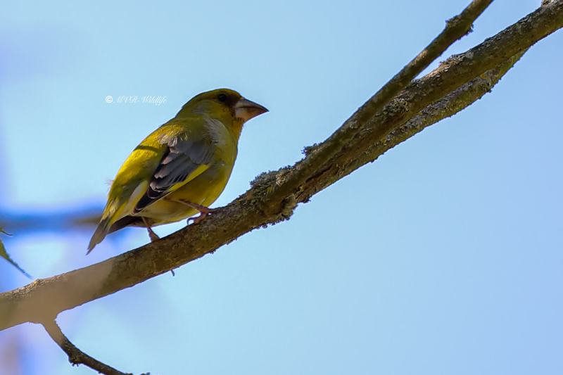 B65A9788-Groenling-European-Greenfinch-Grunling-Verdier-Verderon-Comun_1
