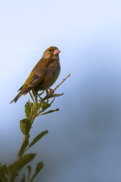 BR8A3222-Groenling-European-Greenfinch-Grunling-Verdier-Verderon-Comun_1