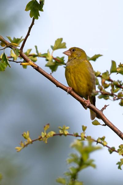 BR8A3242-Groenling-European-Greenfinch-Grunling-Verdier-Verderon-Comun_1