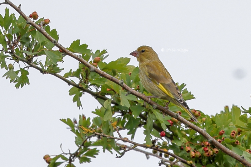 BR8A3806-Groenling-European-Greenfinch-Grunling-Verdier-Verderon-Comun