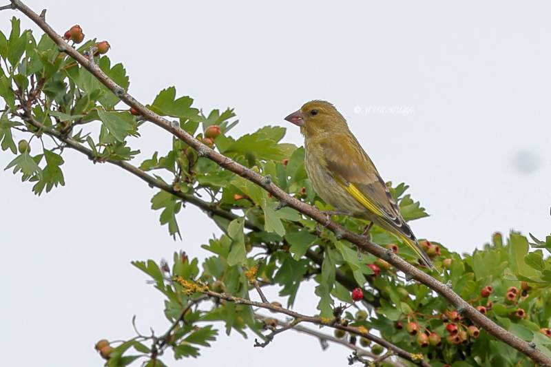 BR8A3806-Groenling-European-Greenfinch-Grunling-Verdier-Verderon-Comun_1