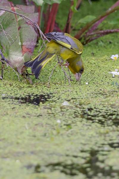 BR8A3842-Groenling-European-Greenfinch-Grunling-Verdier-Verderon-Comun_1