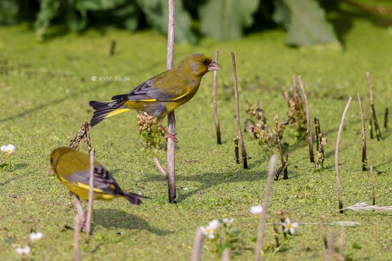 BR8A3976-Groenling-European-Greenfinch-Grunling-Verdier-Verderon-Comun_1
