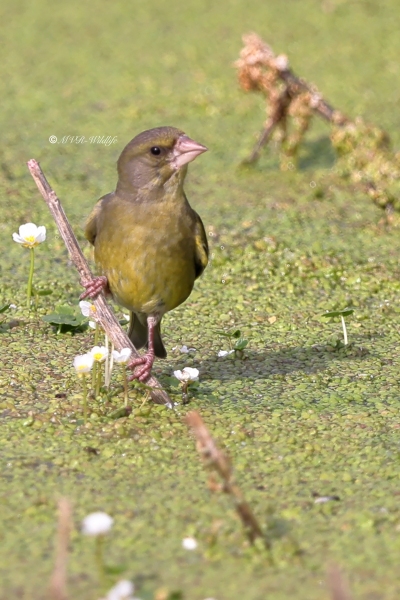 BR8A4000-Groenling-European-Greenfinch-Grunling-Verdier-Verderon-Comun