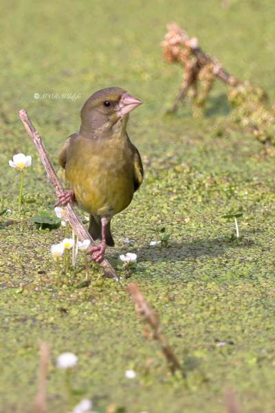 BR8A4000-Groenling-European-Greenfinch-Grunling-Verdier-Verderon-Comun_1