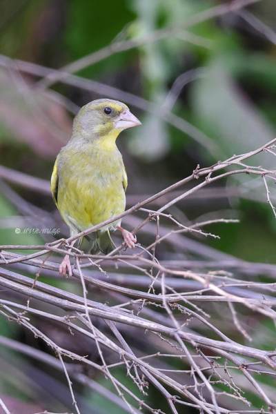 BR8A4070-Groenling-European-Greenfinch-Grunling-Verdier-Verderon-Comun_1