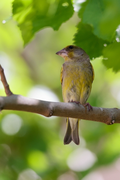 BR8A6866-Groenling-European-Greenfinch-Grunling-Verdier-Verderon-Comun