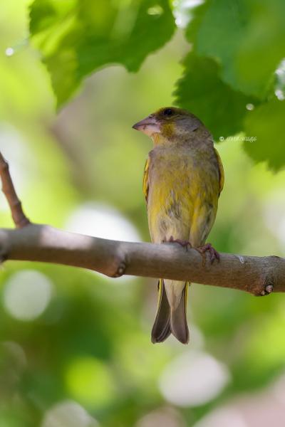 BR8A6866-Groenling-European-Greenfinch-Grunling-Verdier-Verderon-Comun_1