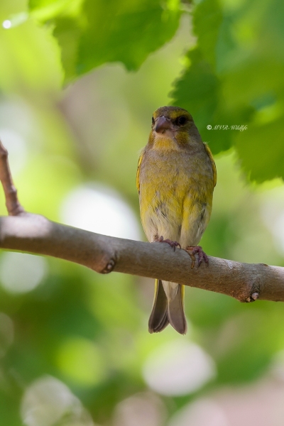 BR8A6876-Groenling-European-Greenfinch-Grunling-Verdier-Verderon-Comun