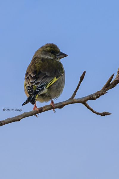 BR8A9105-Groenling-European-Greenfinch-Grunling-Verdier-Verderon-Comun_1