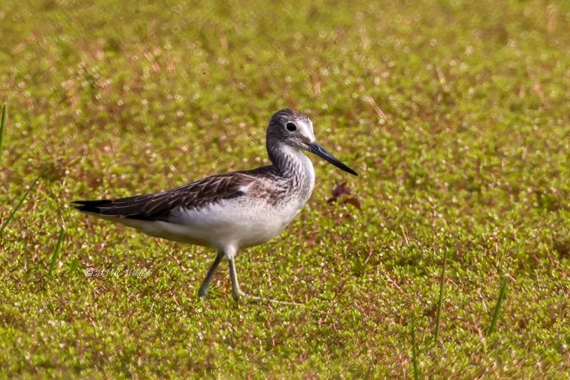 BR8A1517-Groenpootruiter-Tringa-nebularia-Common-Greenshank-Grunschenkel-Chevalier-aboyeur-Archibebe-claro_1