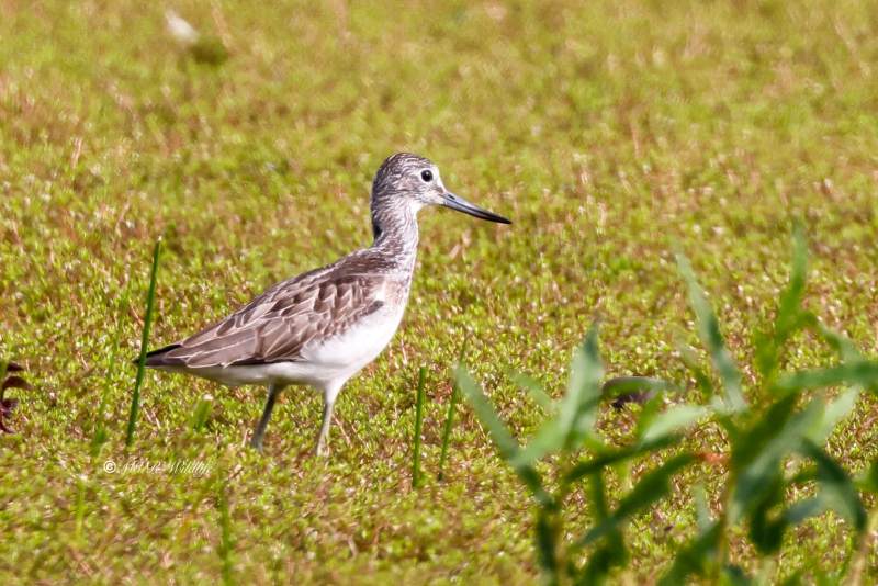 BR8A1531-Groenpootruiter-Tringa-nebularia-Common-Greenshank-Grunschenkel-Chevalier-aboyeur-Archibebe-claro_1