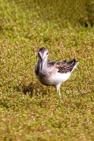 BR8A1622-Groenpootruiter-Tringa-nebularia-Common-Greenshank-Grunschenkel-Chevalier-aboyeur-Archibebe-claro_1