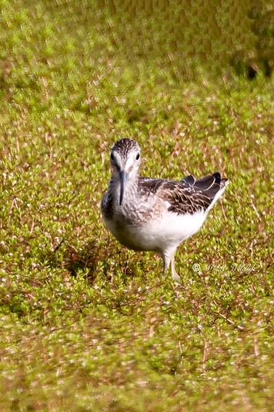 BR8A1622-Groenpootruiter-Tringa-nebularia-Common-Greenshank-Grunschenkel-Chevalier-aboyeur-Archibebe-claro_1