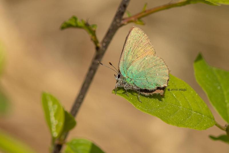 5X8A1390-Groentje-Callophrys-rubi-Green-Hairstreak-Gruner-Zipfelfalter-Argus-vert-Cejialba_1