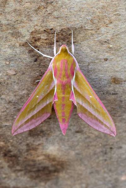 5X8A4800-Groot-avondrood-Deilephila-elpenor-Elephant-Hawk-moth-Mittlerer-Weinschwarmer-Sphinx-de-la-vigne-Gran-esfinge-morada_1
