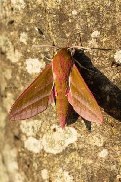 5X8A4851-Groot-avondrood-Deilephila-elpenor-Elephant-Hawk-moth-Mittlerer-Weinschwarmer-Sphinx-de-la-vigne-Gran-esfinge-morada_1