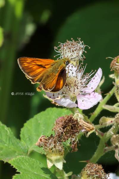B65A0455-Groot-Dikkopje-Ochlodes-Sylvanus-Large-Skipper-Rostfarbiger-Dickkopffalter-Le-Sylvain_1