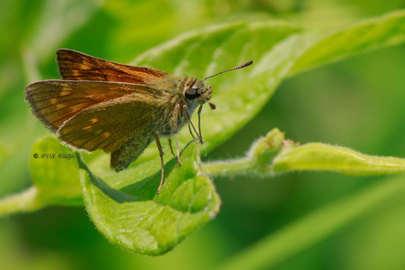 B65A4986-Groot-Dikkopje-Ochlodes-Sylvanus-Large-Skipper-Rostfarbiger-Dickkopffalter-Le-Sylvain_1
