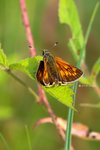 B65A5644-Groot-Dikkopje-Ochlodes-Sylvanus-Large-Skipper-Rostfarbiger-Dickkopffalter-Le-Sylvain_1