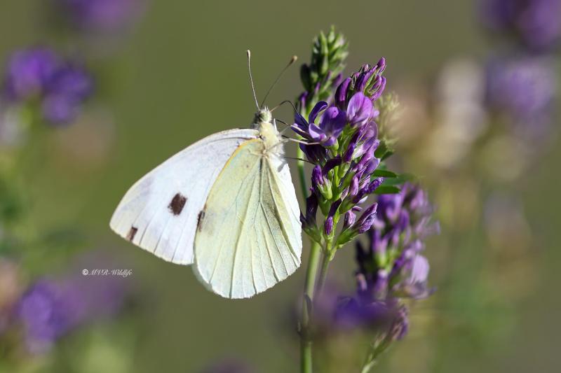 B65A2742-Groot-koolwitje-Pieris-Brassicae-Large-White-Grosser-Kohlweissling-Pieride-du-Chou-Papillon-du-chou_1