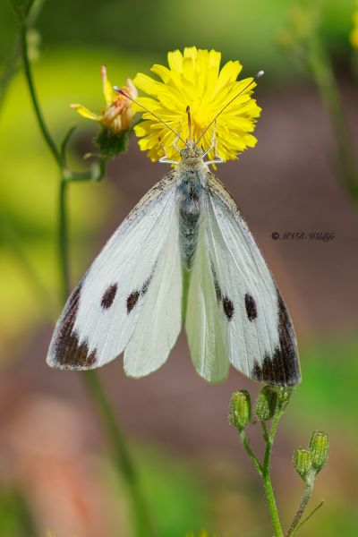 BR8A3266-Groot-koolwitje-Pieris-Brassicae-Large-White-Grosser-Kohlweissling-Pieride-du-Chou-Papillon-du-chou_1