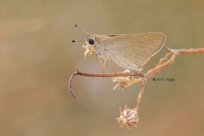 B65A5731-Groot-Kustdikkopje-Gegenes-nostrodamus-Mediterranean-Skipper-Groser-Mittelmeer-Dickkopffalter-Hesperie-du-riz-Veloz-de-las-rieras_1