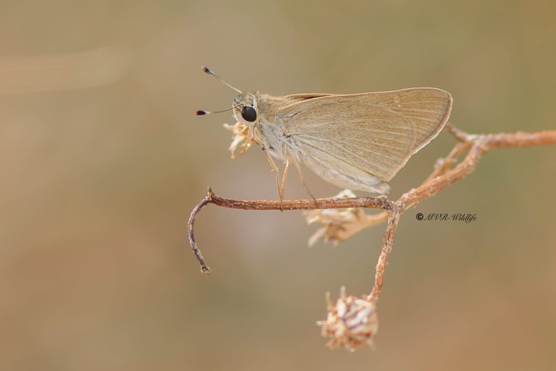 B65A5731-Groot-Kustdikkopje-Gegenes-nostrodamus-Mediterranean-Skipper-Groser-Mittelmeer-Dickkopffalter-Hesperie-du-riz-Veloz-de-las-rieras_1
