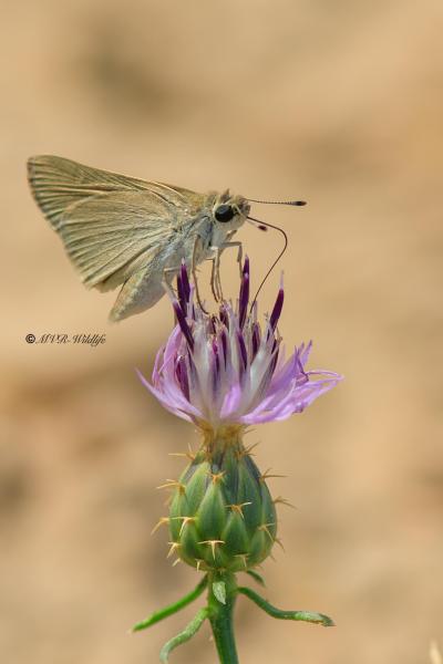 B65A5743-Groot-Kustdikkopje-Gegenes-nostrodamus-Mediterranean-Skipper-Groser-Mittelmeer-Dickkopffalter-Hesperie-du-riz-Veloz-de-las-rieras_1