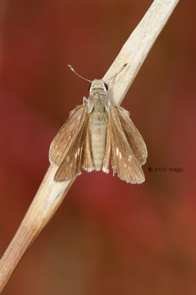 B65A6132-Groot-Kustdikkopje-Gegenes-nostrodamus-Mediterranean-Skipper-Groser-Mittelmeer-Dickkopffalter-Hesperie-du-riz-Veloz-de-las-rieras_1