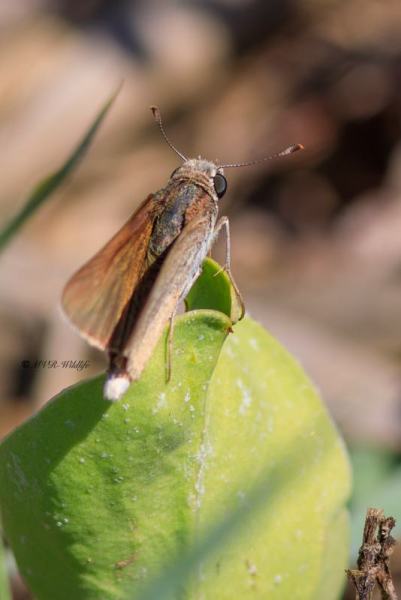 B65A6356-Groot-Kustdikkopje-Gegenes-nostrodamus-Mediterranean-Skipper-Groser-Mittelmeer-Dickkopffalter-Hesperie-du-riz-Veloz-de-las-rieras_1