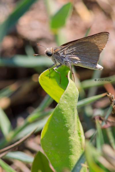 B65A6361-Groot-Kustdikkopje-Gegenes-nostrodamus-Mediterranean-Skipper-Groser-Mittelmeer-Dickkopffalter-Hesperie-du-riz-Veloz-de-las-rieras_1