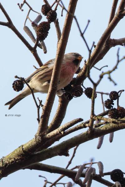 BR8A9712-Grote-Barmsijs-Acanthis-flammea-Common-Redpoll-Taigabirkenzeisig-Sizerin-flamme-Pardillo-norteno_1