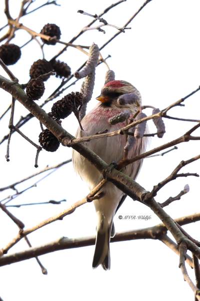BR8A9787-Grote-Barmsijs-Acanthis-flammea-Common-Redpoll-Taigabirkenzeisig-Sizerin-flamme-Pardillo-norteno_1
