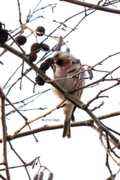 BR8A9788-Grote-Barmsijs-Acanthis-flammea-Common-Redpoll-Taigabirkenzeisig-Sizerin-flamme-Pardillo-norteno_1