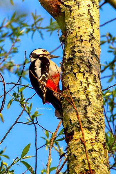 177A3862-Grote-bonte-Specht-Great-Spotted-Woodpecker-Buntspecht-Pic-epeiche-Pico-picapinos_1