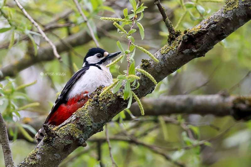 B65A0677-Grote-bonte-Specht-Great-Spotted-Woodpecker-Buntspecht-Pic-epeiche-Pico-picapinos_1