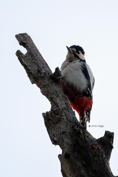 B65A0901-Grote-bonte-Specht-Great-Spotted-Woodpecker-Buntspecht-Pic-epeiche-Pico-picapinos_1