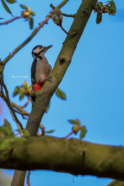 B65A8492-Grote-bonte-Specht-Great-Spotted-Woodpecker-Buntspecht-Pic-epeiche-Pico-picapinos_1
