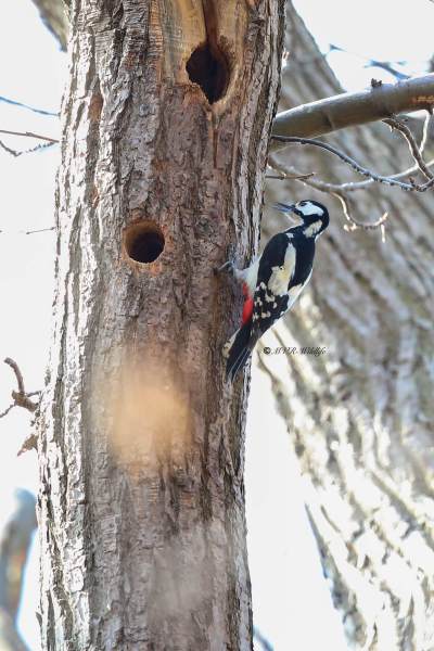 B65A8493-Grote-bonte-Specht-Great-Spotted-Woodpecker-Buntspecht-Pic-epeiche-Pico-picapinos_1