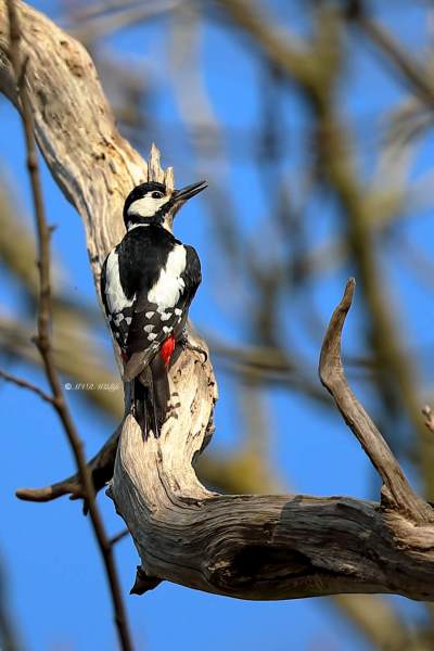 B65A8532-Grote-bonte-Specht-Great-Spotted-Woodpecker-Buntspecht-Pic-epeiche-Pico-picapinos_1