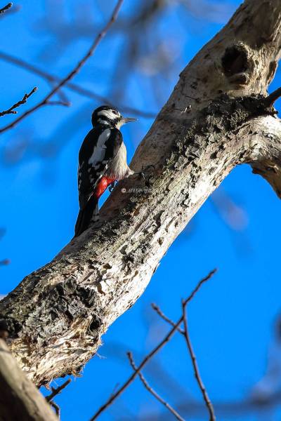B65A8718-Grote-bonte-Specht-Great-Spotted-Woodpecker-Buntspecht-Pic-epeiche-Pico-picapinos_1