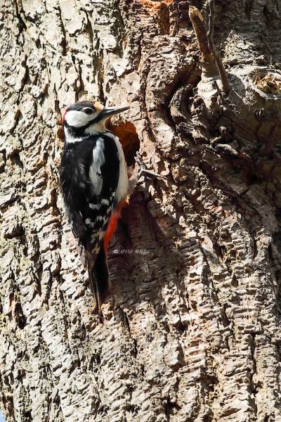 B65A9223-Grote-bonte-Specht-Great-Spotted-Woodpecker-Buntspecht-Pic-epeiche-Pico-picapinos_1