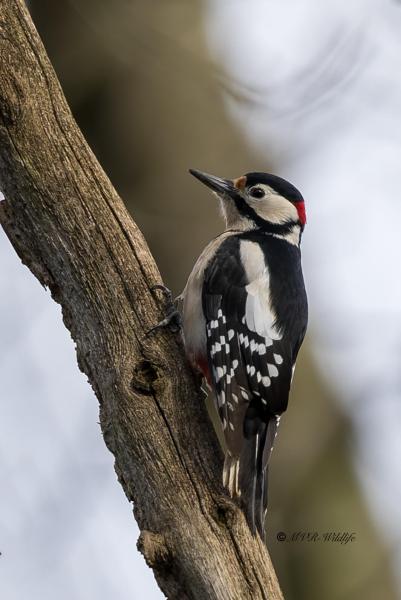BR8A1741-Grote-bonte-Specht-Great-Spotted-Woodpecker-Buntspecht-Pic-epeiche-Pico-picapinos_1